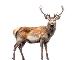 Majestic red deer stag with antlers, forest wildlife animal, elegant adult male deer standing, realistic nature creature illustration isolated on transparent background