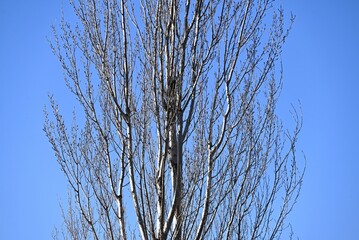 The seasonal changes of poplar trees. Salicaceae deciduous tree. Because of their beautiful autumn leaves and tree shapes, they are used as trees lining streets and along roads.