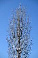 The seasonal changes of poplar trees. Salicaceae deciduous tree. Because of their beautiful autumn leaves and tree shapes, they are used as trees lining streets and along roads.