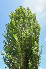 The seasonal changes of poplar trees. Salicaceae deciduous tree. Because of their beautiful autumn leaves and tree shapes, they are used as trees lining streets and along roads.