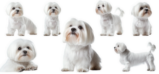 seven maltese dogs of different sizes and poses are shown against a transparent background the dogs are all looking at the camera or away from the camera they are all white with long hair