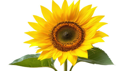 Obraz premium Sunflower, transparent background