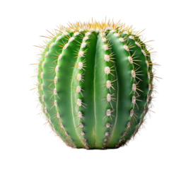 Cluster of vibrant green cactus plants with spiky thorns, desert flora, tropical succulent, decorative greenery for interiors or outdoor landscapes, isolated on transparent background