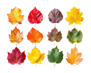 Colorful autumn leaves collection in vibrant red, orange, yellow, and green shades arranged in rows, seasonal nature background for fall decoration concepts isolated on transparent background