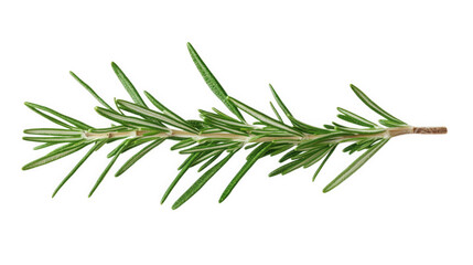 Fototapeta premium a single sprig of rosemary with green leaves on a transparent background