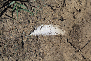 Single white feather lying on dirt ground © Tammy Walker