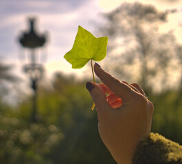 Green Leaf Silhouette with Bokeh Background