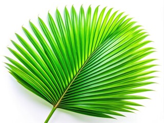 Obraz premium Surreal, close-up palm leaf, vibrant green against pure white, fantastical flora.