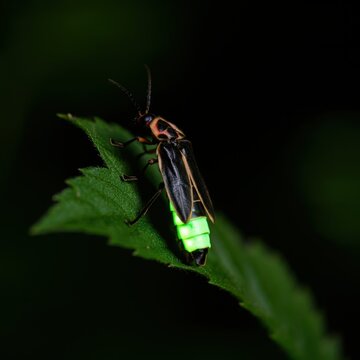 Firefly macro, close up photograph of a lightning bug.
