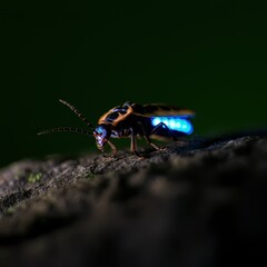 Fototapeta premium Firefly macro, close up photograph of a lightning bug. 