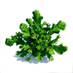 Fototapeta premium arugula isolated on white background