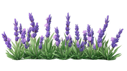 Fototapeta premium Lavender, transparent background