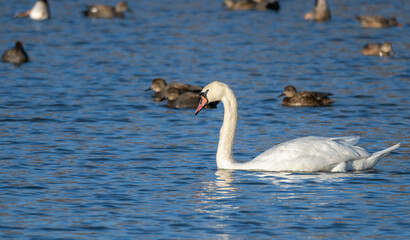 Mute swan swimming in a lake.
