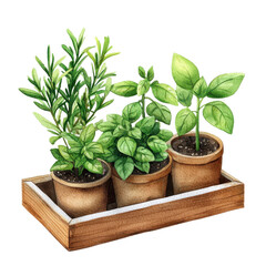 Obraz premium Watercolor Herb Garden with Basil and Rosemary