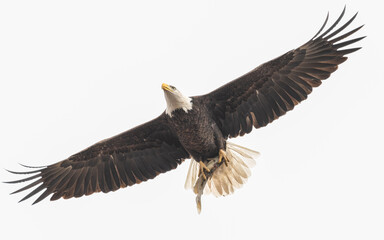 Bald eagle in flight carrying a fish in its talons.