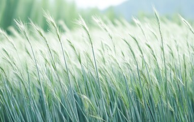 Serene sway of green grass, gently dancing in a summer breeze. Nature's peaceful rhythm unfolds.