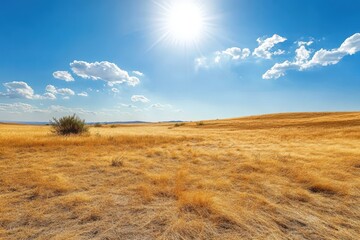 Fototapeta premium Golden Grasslands Under a Bright Sunny Sky