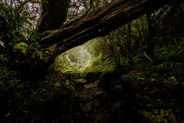 Natural Arch Through the Enchanted Woods