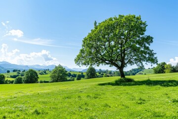 Lone Tree in Green Field Under Blue Sky