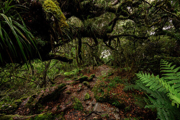 Obraz premium Pathway Through New Zealand's Lush Wilderness