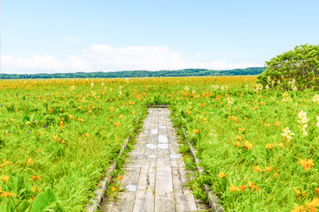 大自然の香り　サロベツ原生花園を歩く
