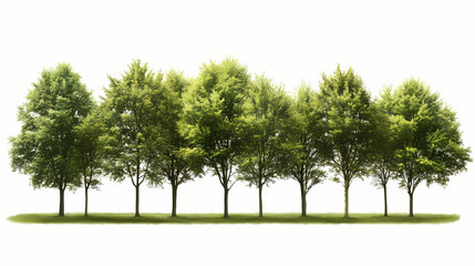 Obraz premium Green trees on transparent background. are forest and foliage in summer for both printing and web pages with cut path and alpha channel. Treeline. Illustration
