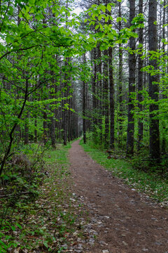 vertical view of a hiking trail in the shadow of a pine tree forest with green grass in summer