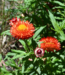 Everlasting Daisy - Strawflower - Mohave Fire Red - Helichrysum bracteatum - Helichrysum monstrosum - vivid flowers with orange petals and yellow center.