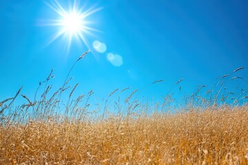 Obraz premium Golden Grass Field Under Bright Sunny Sky