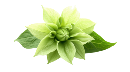 Green flower, transparent background