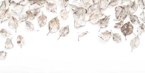 Dried leaves scattered on white background, forming a border.
