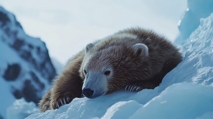 Obraz premium A young polar bear rests on a snow-covered ice floe in a cold, arctic environment.