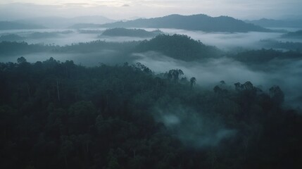 Misty mountain rainforest landscape at dawn.