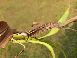 Orgyia leucostigma. Its other name white-marked tussock moth and caterpillar. This is a moth in the family Erebidae. Larva of Orgyia leucostigma.
