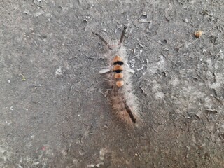 Orgyia leucostigma. Its other name white-marked tussock moth and caterpillar. This is a moth in the family Erebidae. Larva of Orgyia leucostigma.
