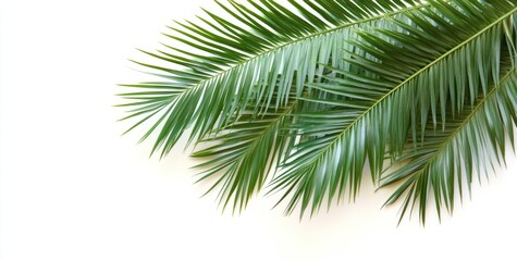 Lush green palm fronds isolated on white background.