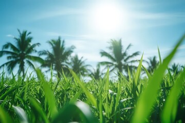 Obraz premium Lush green grass with blurred palm trees in background