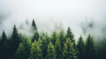 Misty mountain forest with evergreen trees viewed from above.