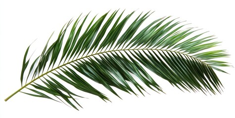 Single green palm frond isolated on white background. (1)