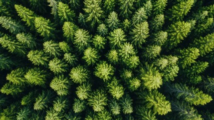 Fototapeta premium Aerial view of a dense evergreen forest, showcasing a lush canopy of green trees.