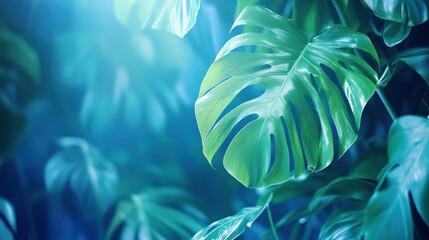 Naklejka premium Lush, vibrant green tropical leaves illuminated by soft light, creating a serene and calming atmosphere.