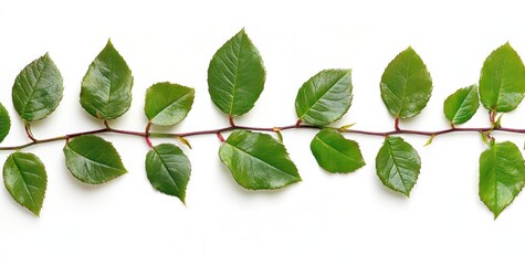 Naklejka premium Lush green vine with vibrant leaves isolated on white background.