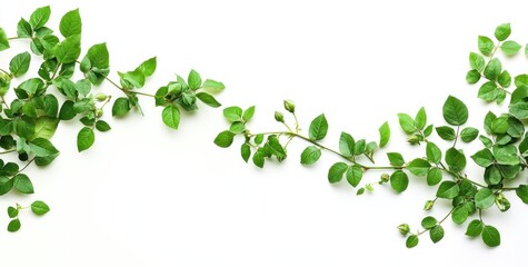 Lush green vine branches with leaves and buds arranged on white background.