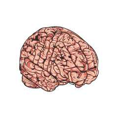Detailed Hand Drawn Human Brain Illustration