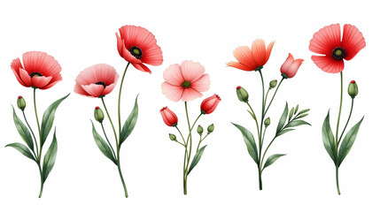 Obraz premium Elegant Poppies: A captivating array of delicate pink and red blossoms, showcasing nature's vibrant beauty against a pristine white background.