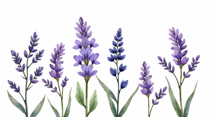 Obraz premium Serene Lavender Watercolor: A delicate arrangement of purple blooms against a pristine white backdrop. Soft hues and elegant lines evoke tranquility.