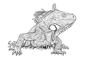 Detailed Black and White Iguana Illustration