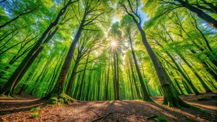 Obraz premium Sunlit Canopy in a Verdant Forest, Sunlight Streaming Through Lush Green Leaves, Illuminating the Forest Floor