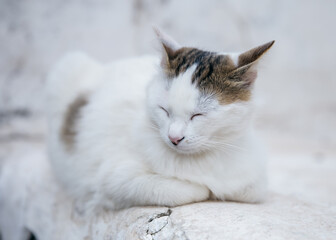 Fototapeta premium view of a white and brown cat laying down on a white painted floor with the eyes closed