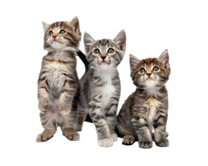 High-Quality PNG Three Curious Tabby Kittens Together Isolated on White Background &ndash; High Resolution
